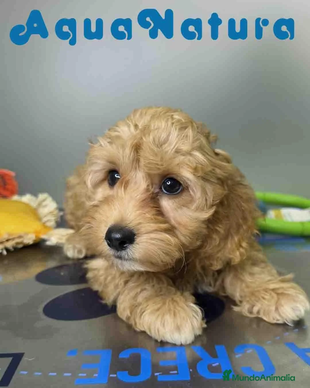 Havapoo perros en venta: Havapoo Macho de Haya y Can 8301 AQUANATURA - Anuncio 1