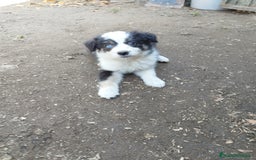 Border Collie perros en venta: Se vende border collie  - Imagen 1