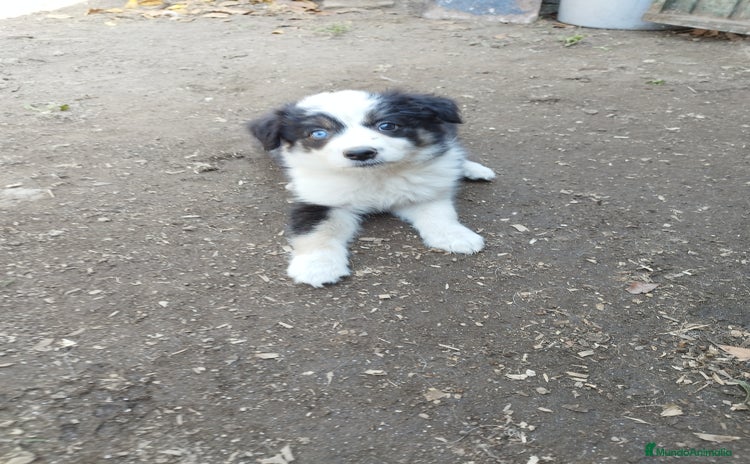 Border Collie perros - Propaganda 1