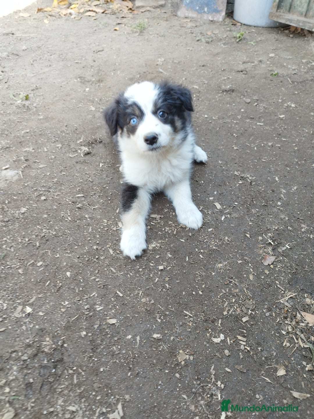 Border Collie perros en venta: Se vende border collie  - Imagen 1