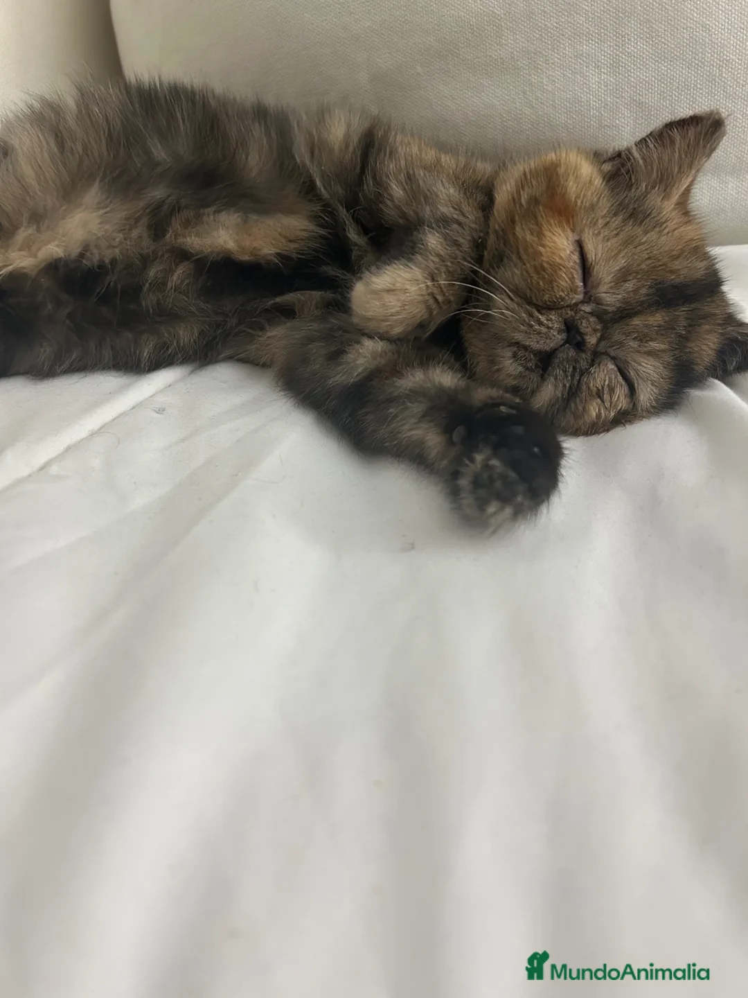 Exótico de Pelo Corto gatos en venta: Hembra bebé pesa pelo corto , exotica - Anuncio 2