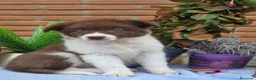 Border Collie perros en venta: Border collie  - Anuncio 1