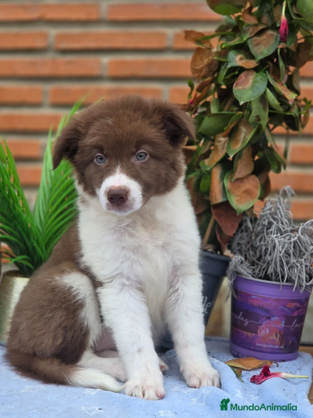 Border Collie perros en venta: Border collie  - Anuncio 1