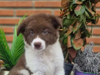 Border Collie perros Border collie - Anuncio 1