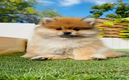 Pomerania perros en venta: POMERANIA MACHO - Imagen 10
