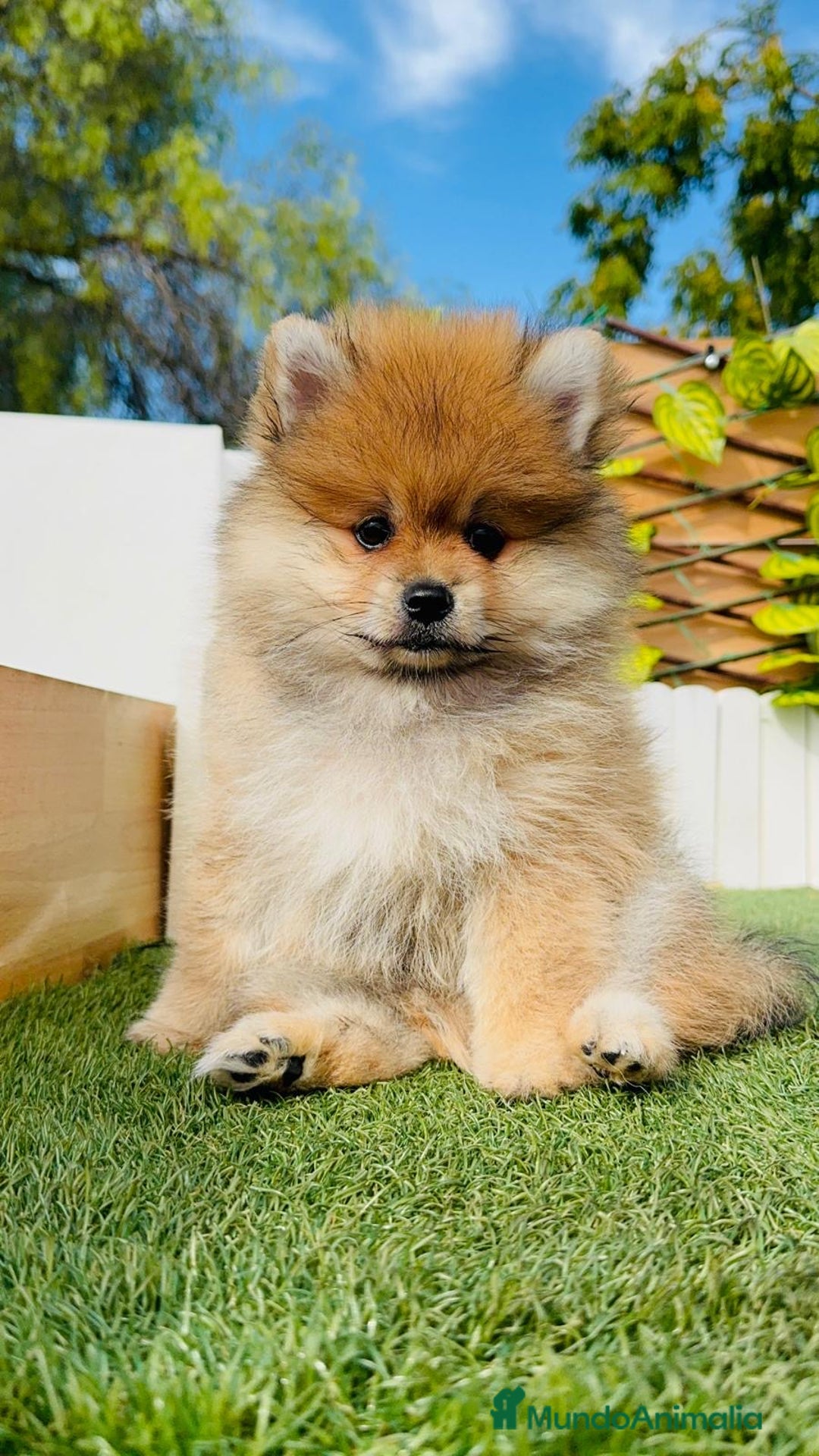 Pomerania perros en venta: POMERANIA MACHO - Imagen 10