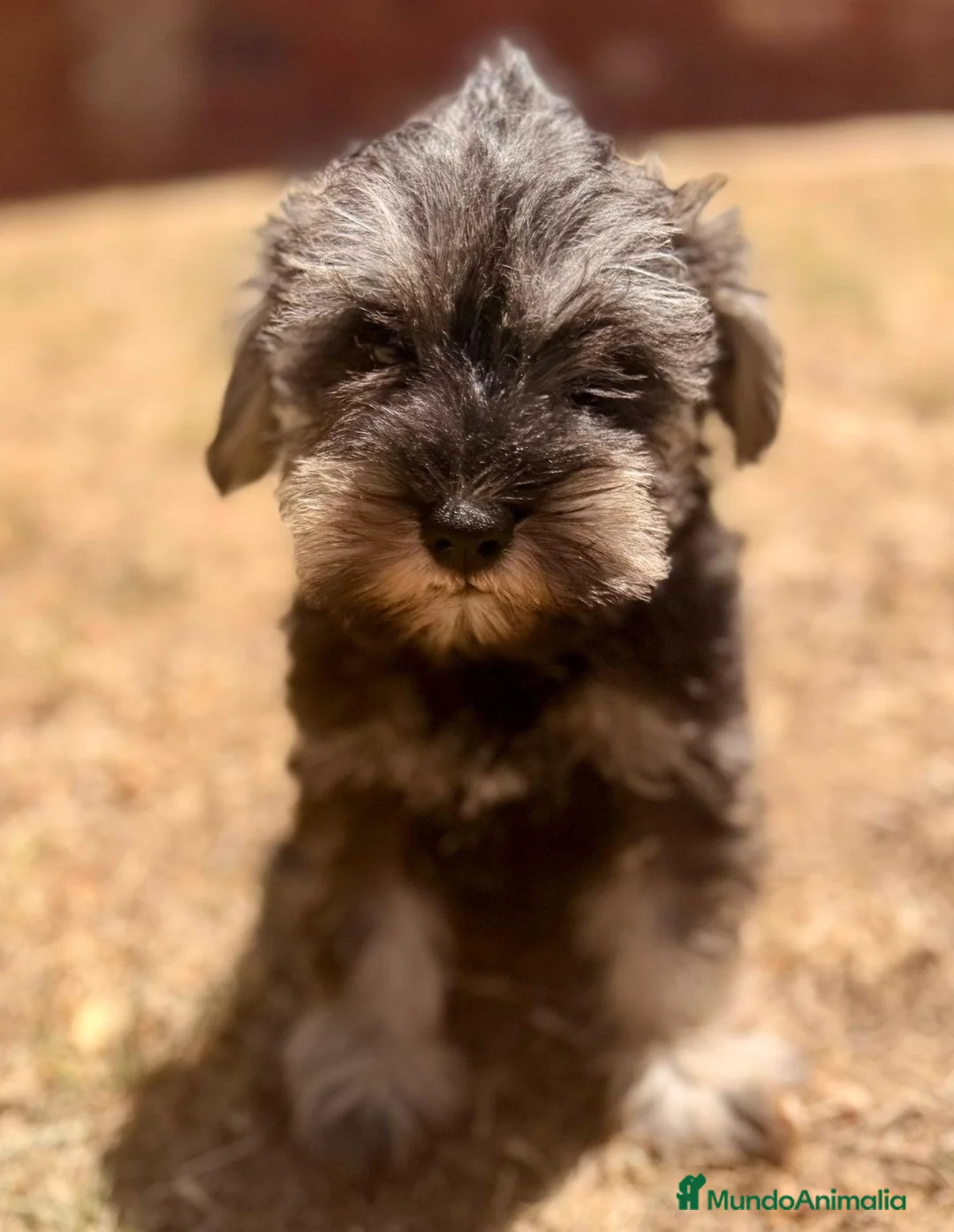 Schnauzer Miniatura perros en venta: SCHNAUZER MINIATURA SAL Y PIMIENTA  - Anuncio 1