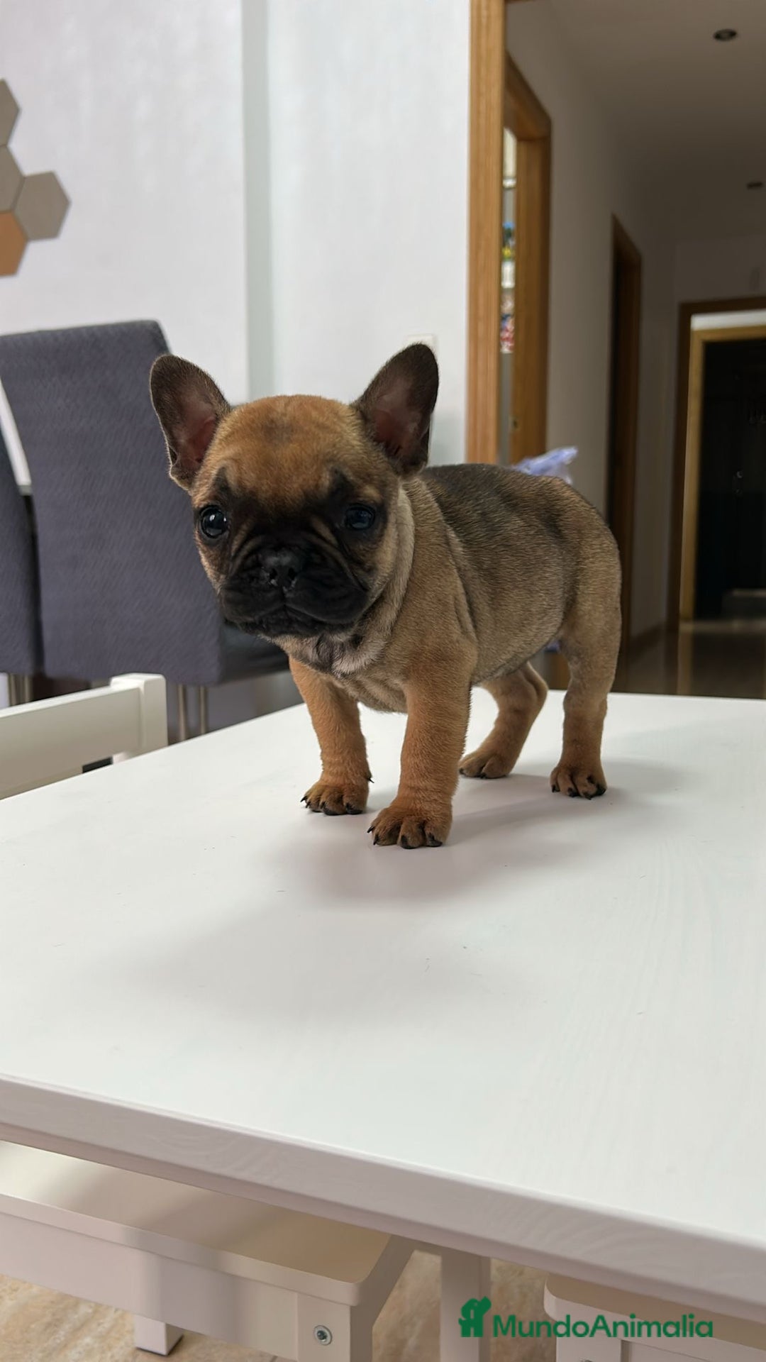 Bulldog Francés perros en venta: Cachorra bulldog francés  - Anuncio 2