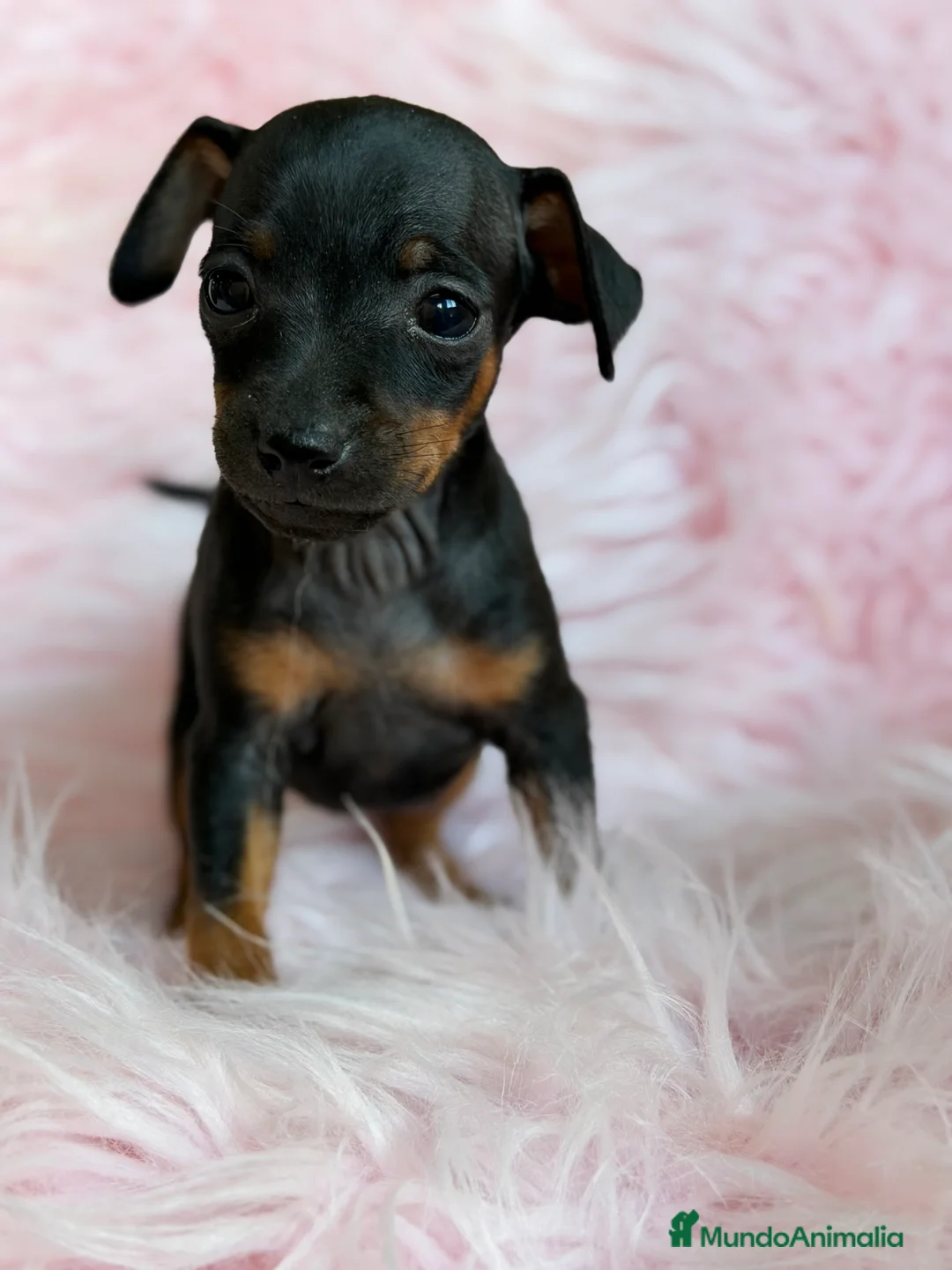 Pinscher Miniatura perros en venta: Minipincher hembra  - Anuncio 3