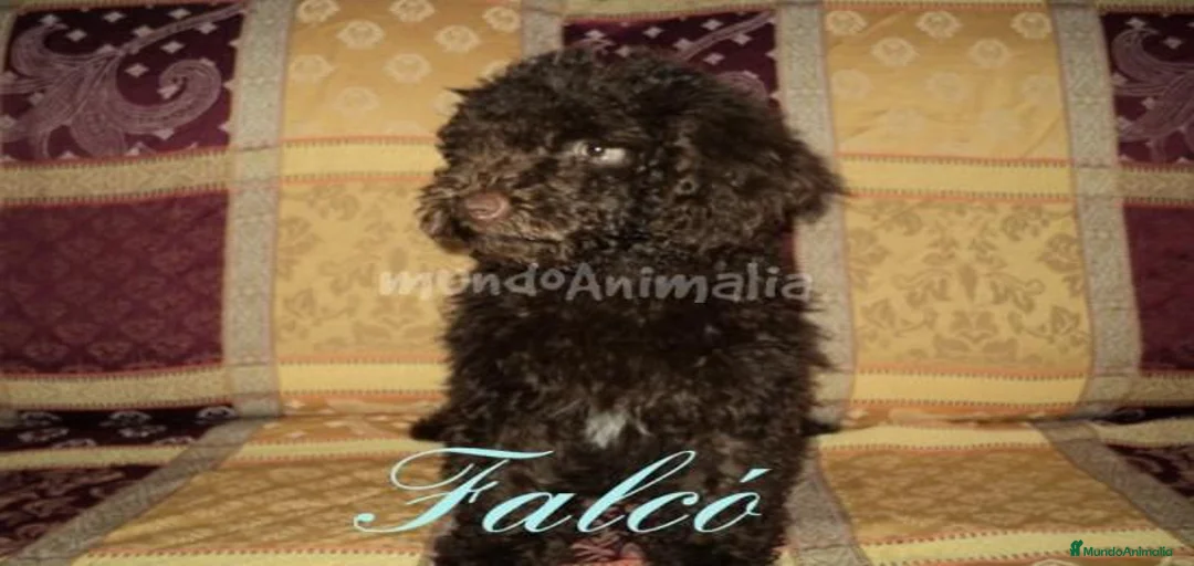 Imagen de galería {{count}}