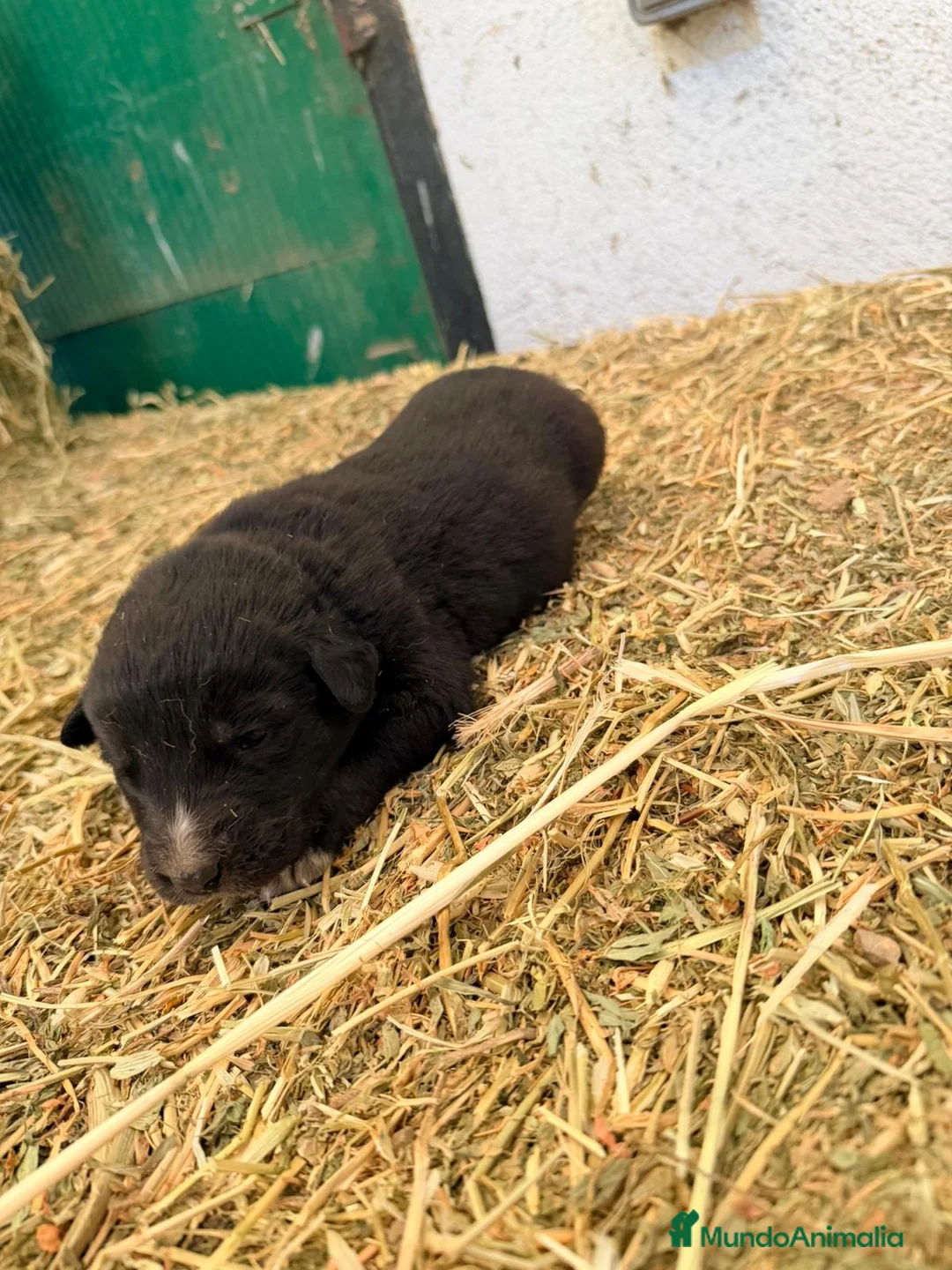 Raza Mixta perros en venta: Mestizo de mastín x Cáucaso  - Anuncio 23