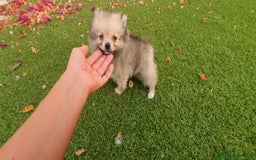 Pomerania perros en venta: Pomerania Cachorros Mini - Imagen 4