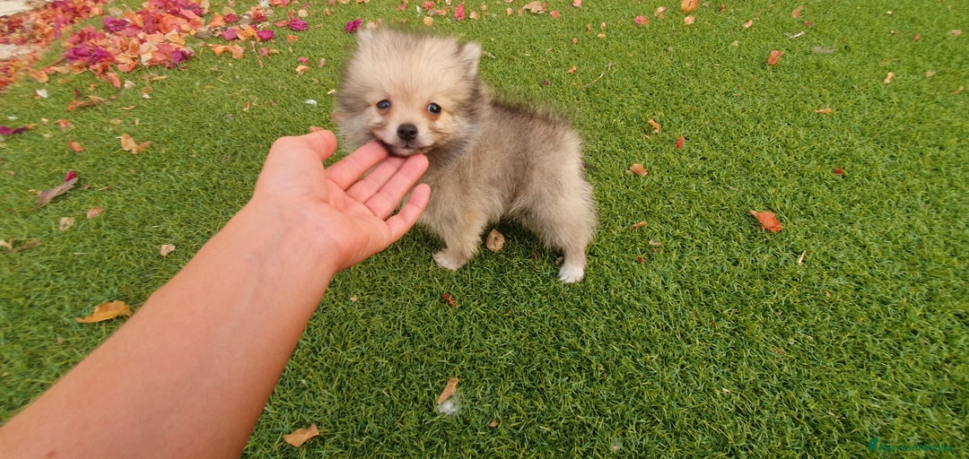 Pomerania perros en venta: Pomerania Cachorros Mini - Imagen 4
