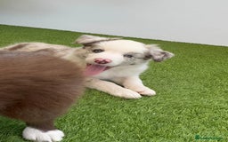 Border Collie perros en venta: BORDER COLLIE MERLE MACHO - Imagen 10