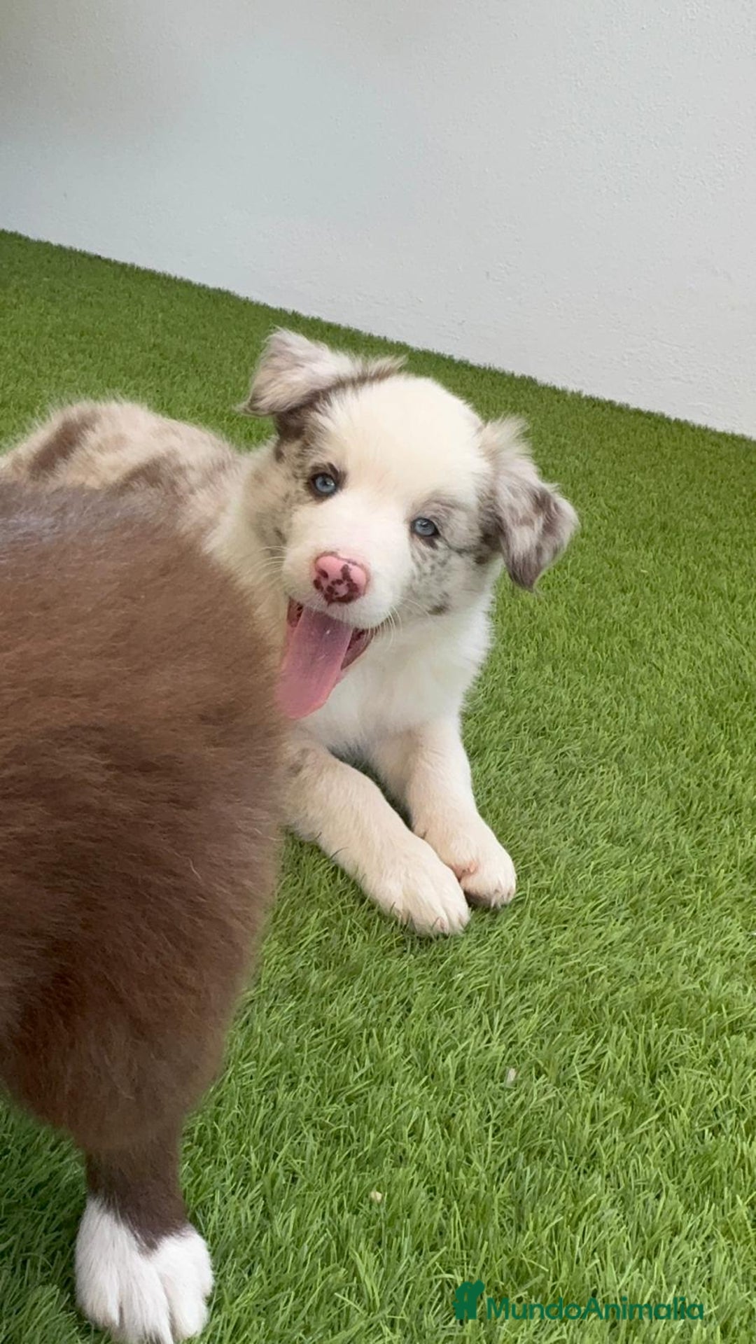 Border Collie perros en venta: BORDER COLLIE MERLE MACHO - Imagen 10