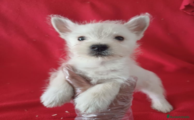 West Highland White Terrier perros - Anuncio 1