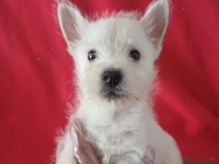 West Highland White Terrier perros - Anuncio 28