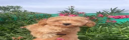 Caniche Enano perros en venta: Cachorro Caniche  - Anuncio 8