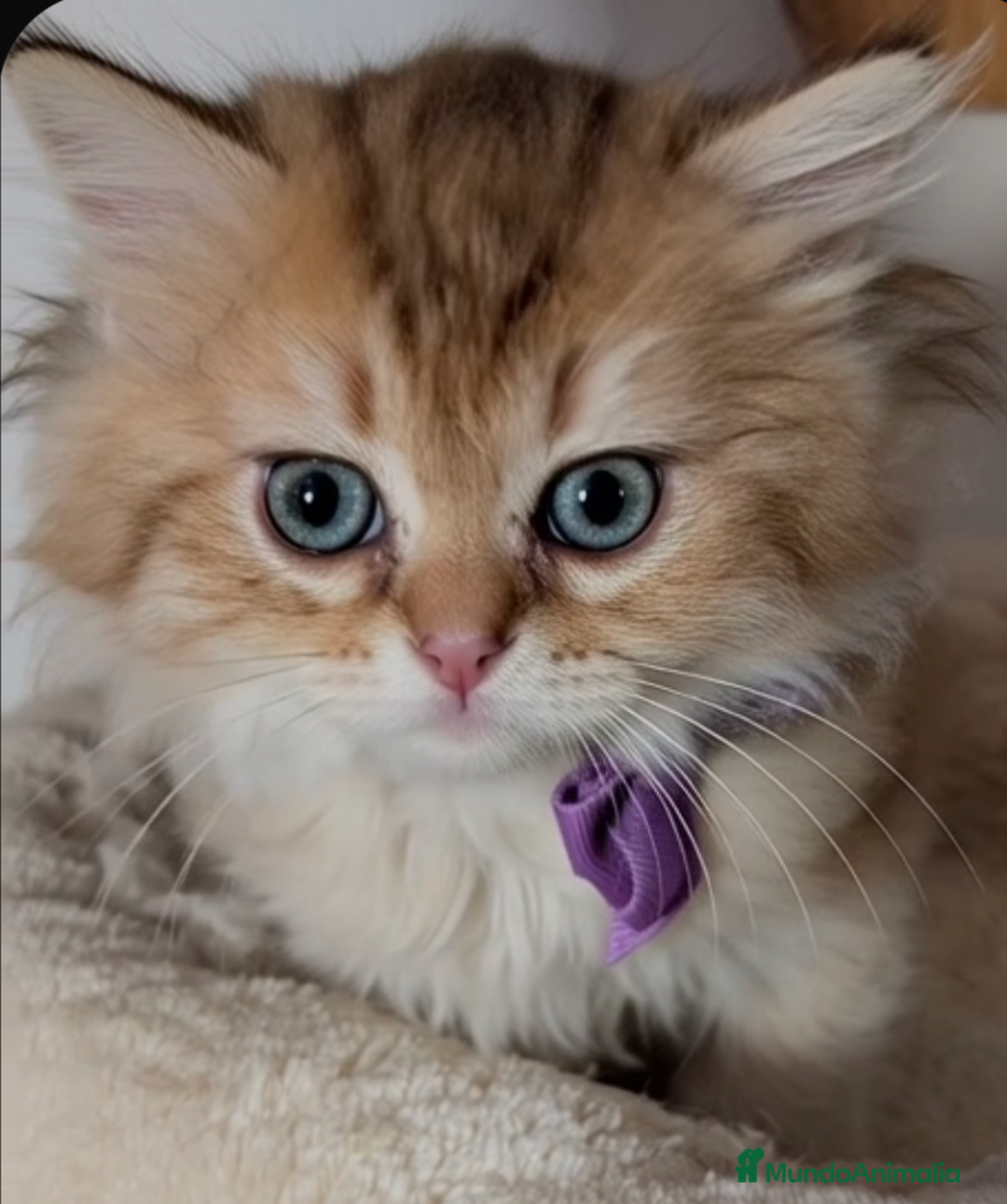 Británico de Pelo Largo gatos en venta:  2gatitos color exclusivo british golden longhair  - Anuncio 3