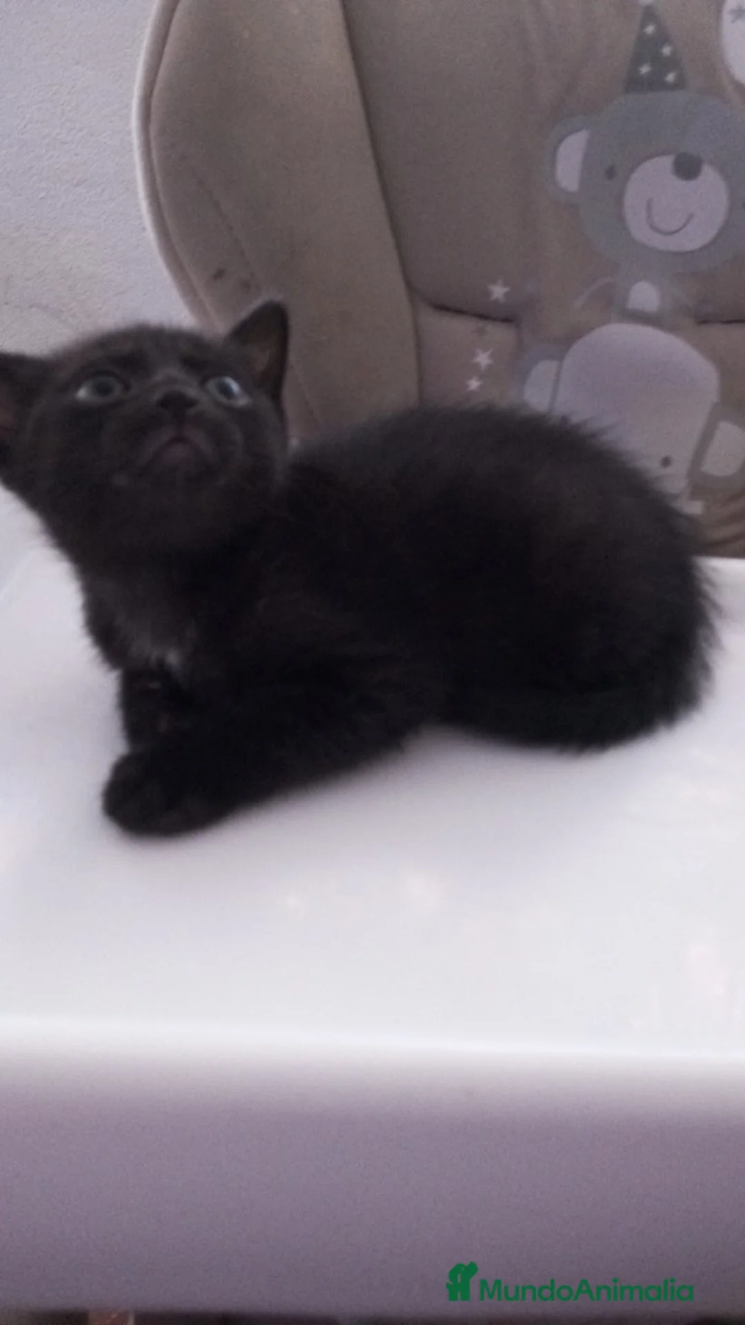 Bombay gatos en venta: GATITOS ESPECTACULARES en Madrid - Anuncio 5