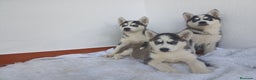 Husky Siberiano perros en venta: Camada de husky siberianos  - Anuncio 3