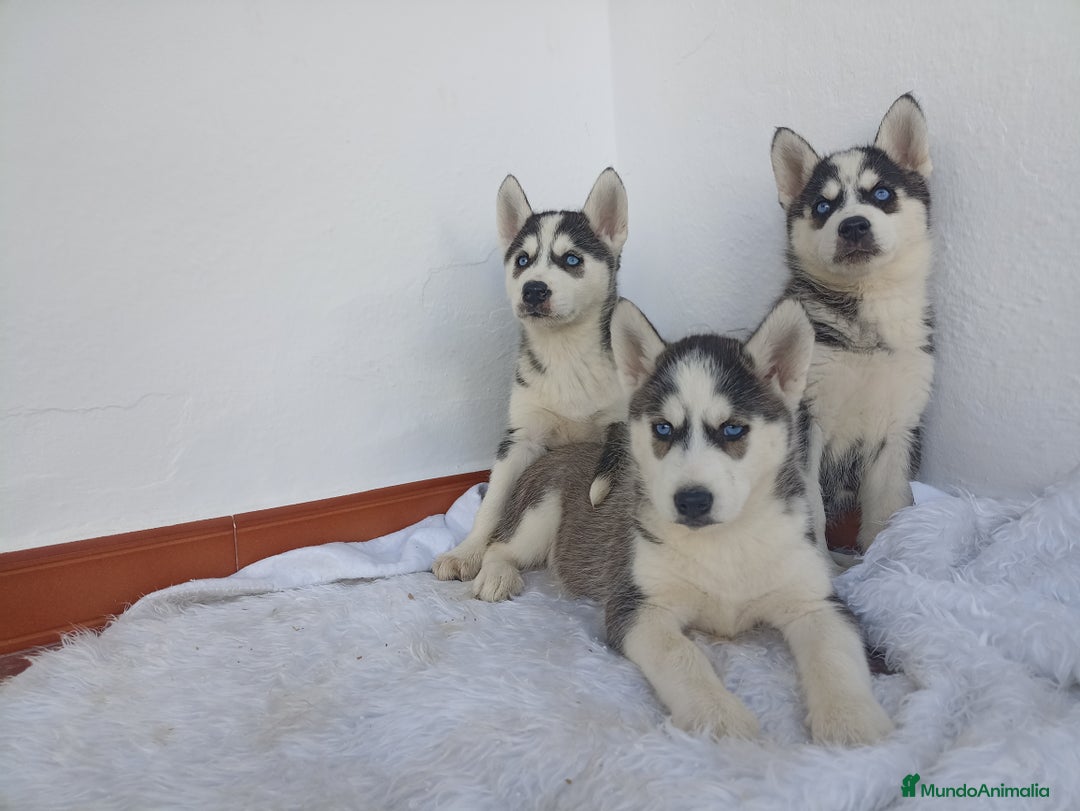 Husky Siberiano perros en venta: Camada de husky siberianos  - Anuncio 3