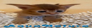 Abisinio Gatito 1