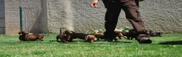 Teckel Miniatura perros en venta: Cachorros de Teckel Del Alto del Pago - Anuncio 3