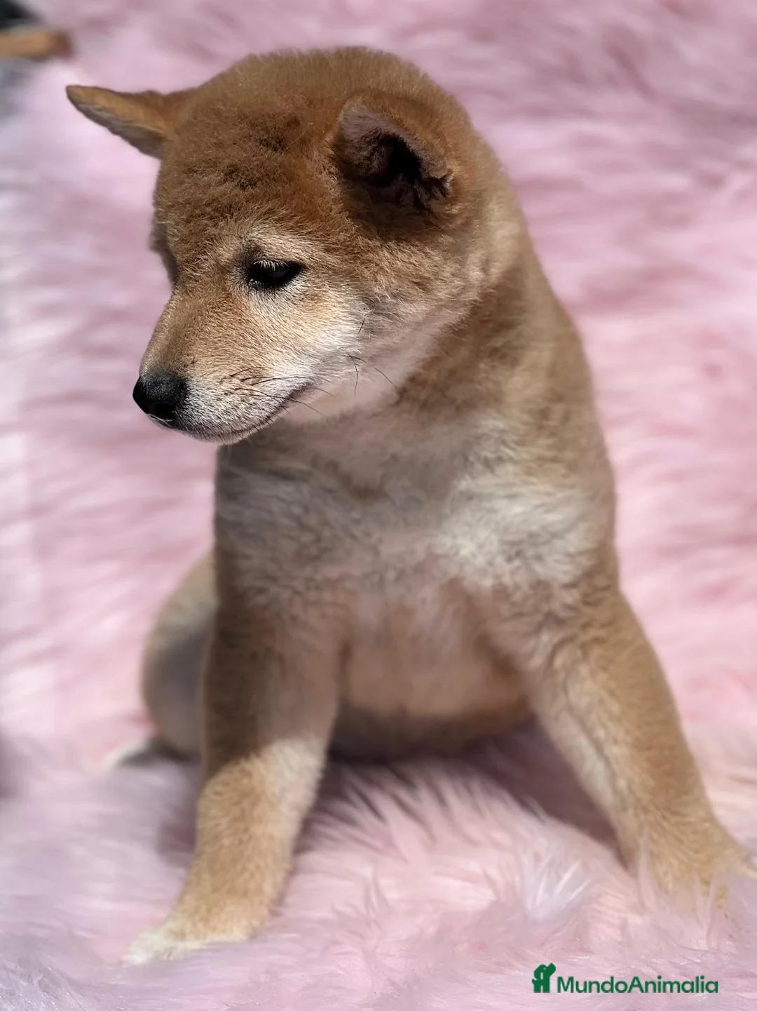Shiba Inu perros en venta: SHIBA INU HEMBRA ROJA DISPONIBLE en Barcelona - Anuncio 3
