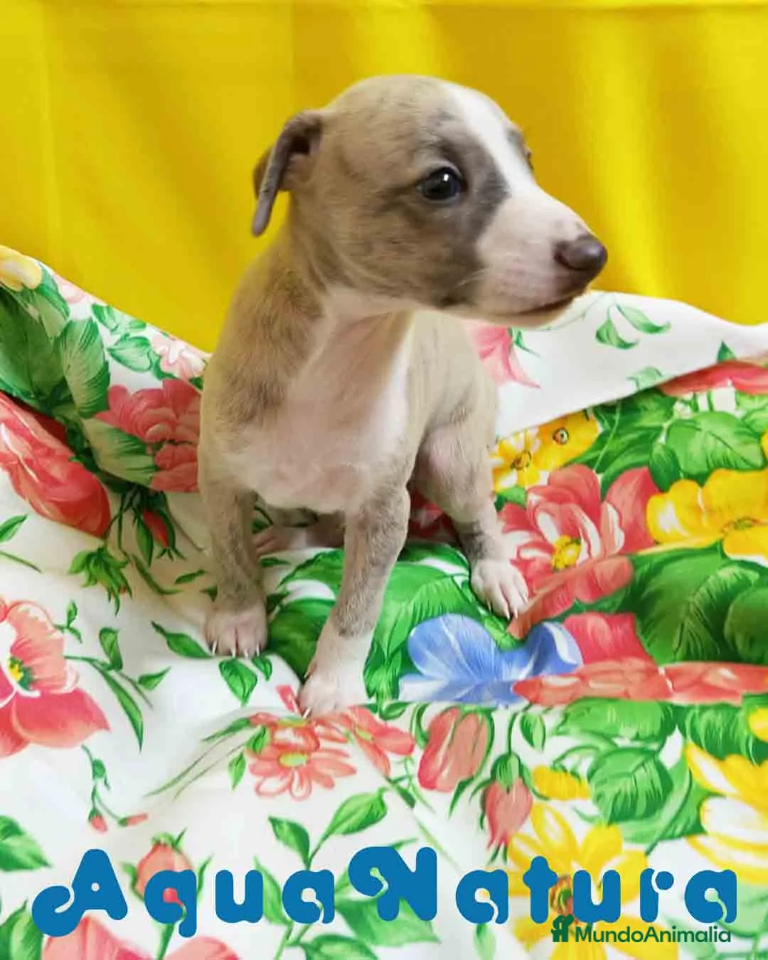 Pequeño Lebrel Italiano perros en venta: Lebrel Italiano Macho 4291 AQUANATURA - Anuncio 5