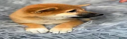 Shiba Inu perros en venta: Macho Shiba inu - Anuncio 4