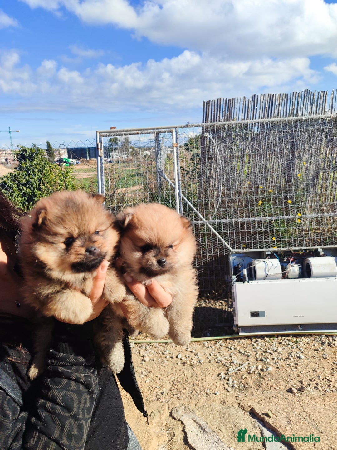 Pomerania perros en venta: Lulú de pomerania precio real - Anuncio 4