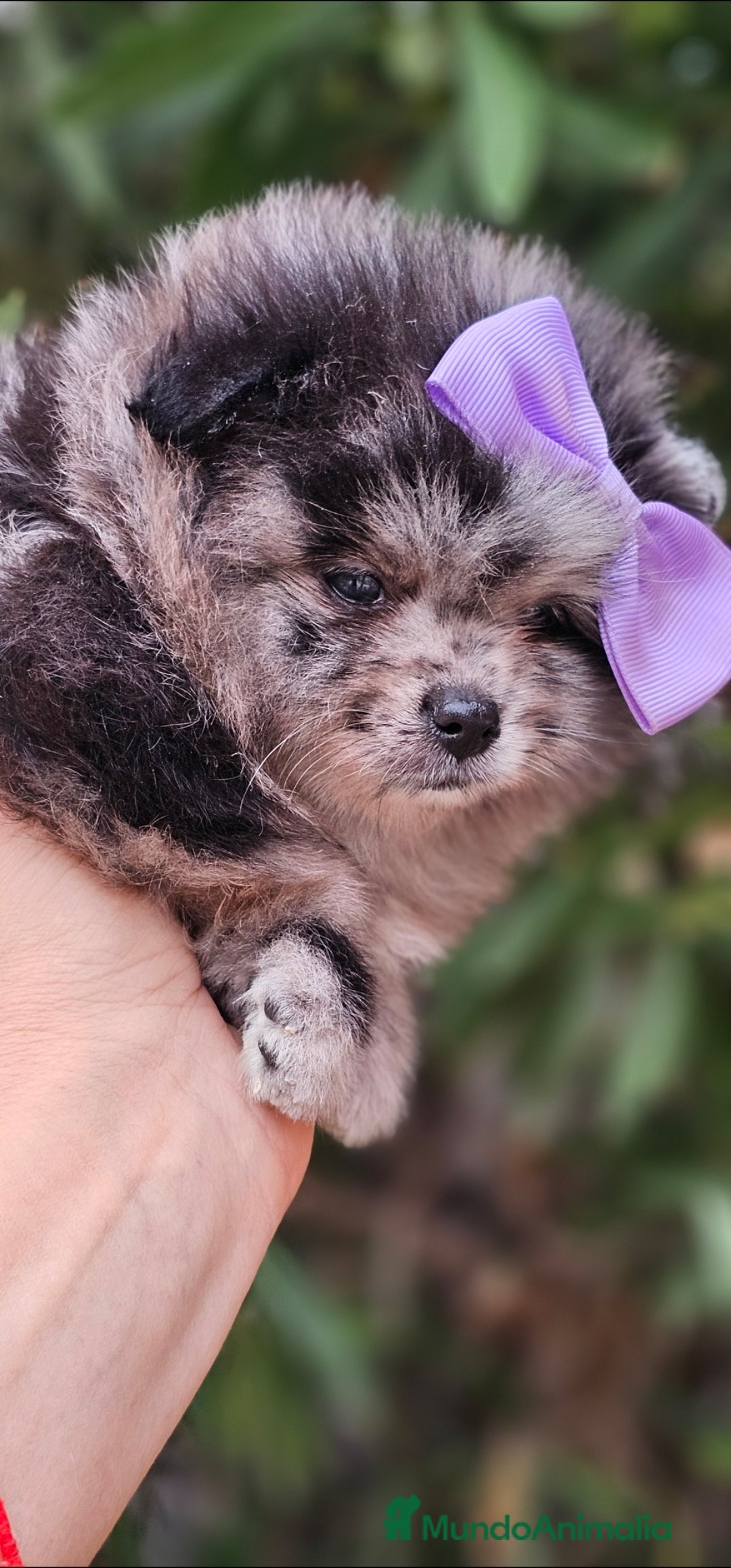Pomerania perros en venta: Precioso machito Merle 💝 - Imagen 1