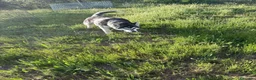 Husky Siberiano perros en venta: Husky Siberiano - Anuncio 8