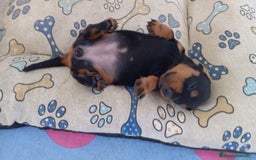 Teckel perros en venta: Teckel Hembra y Macho - Imagen 10