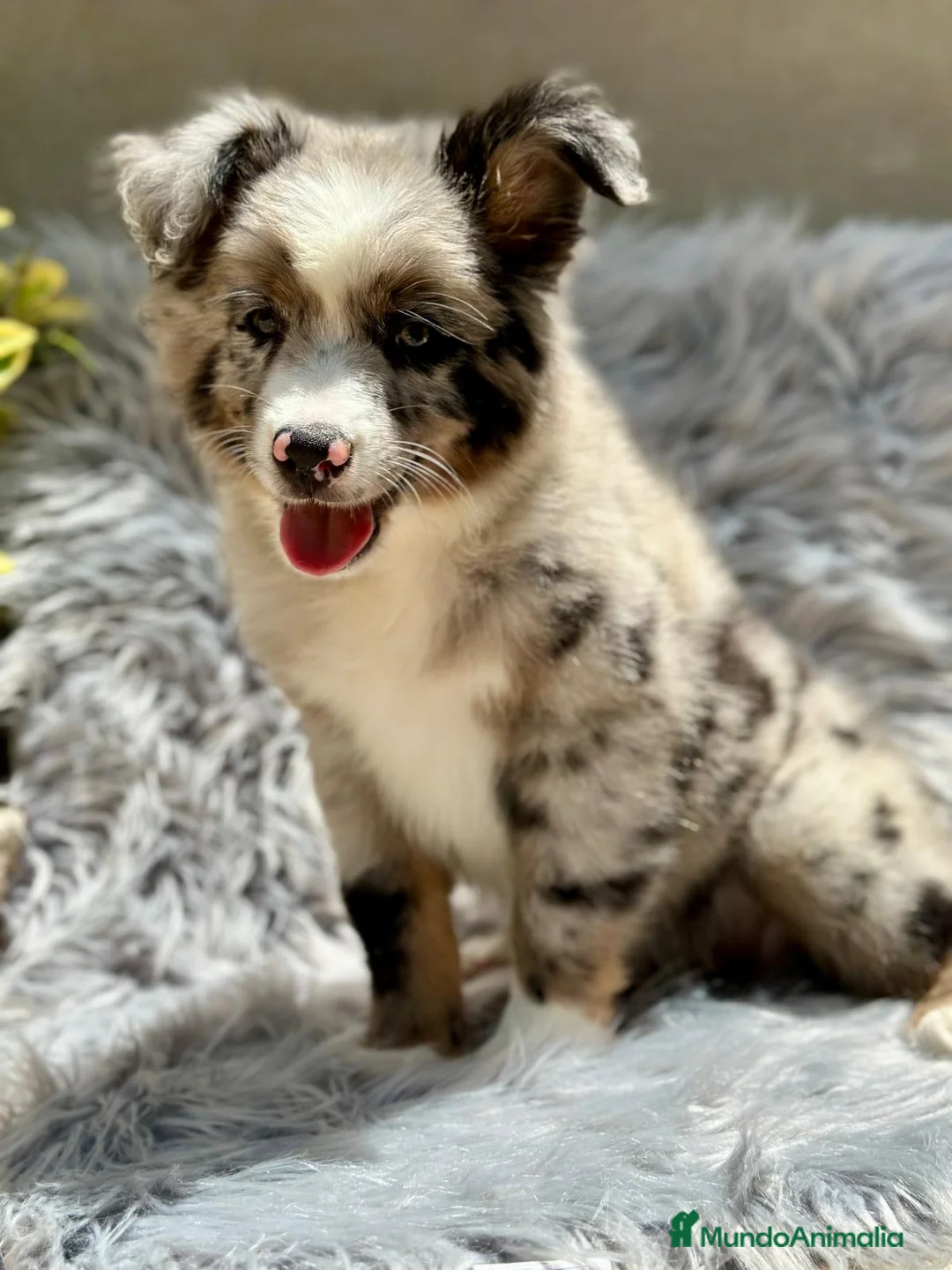 Pastor Australiano perros en venta: Pastor australiano merle - Anuncio 2