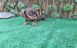 Teckel Miniatura perros en venta: TECKEL MINIATURA CHOCOLATE  - Imagen 1