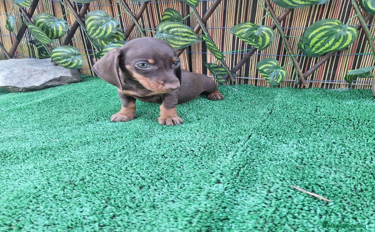 Teckel Miniatura perros - Anuncio 6