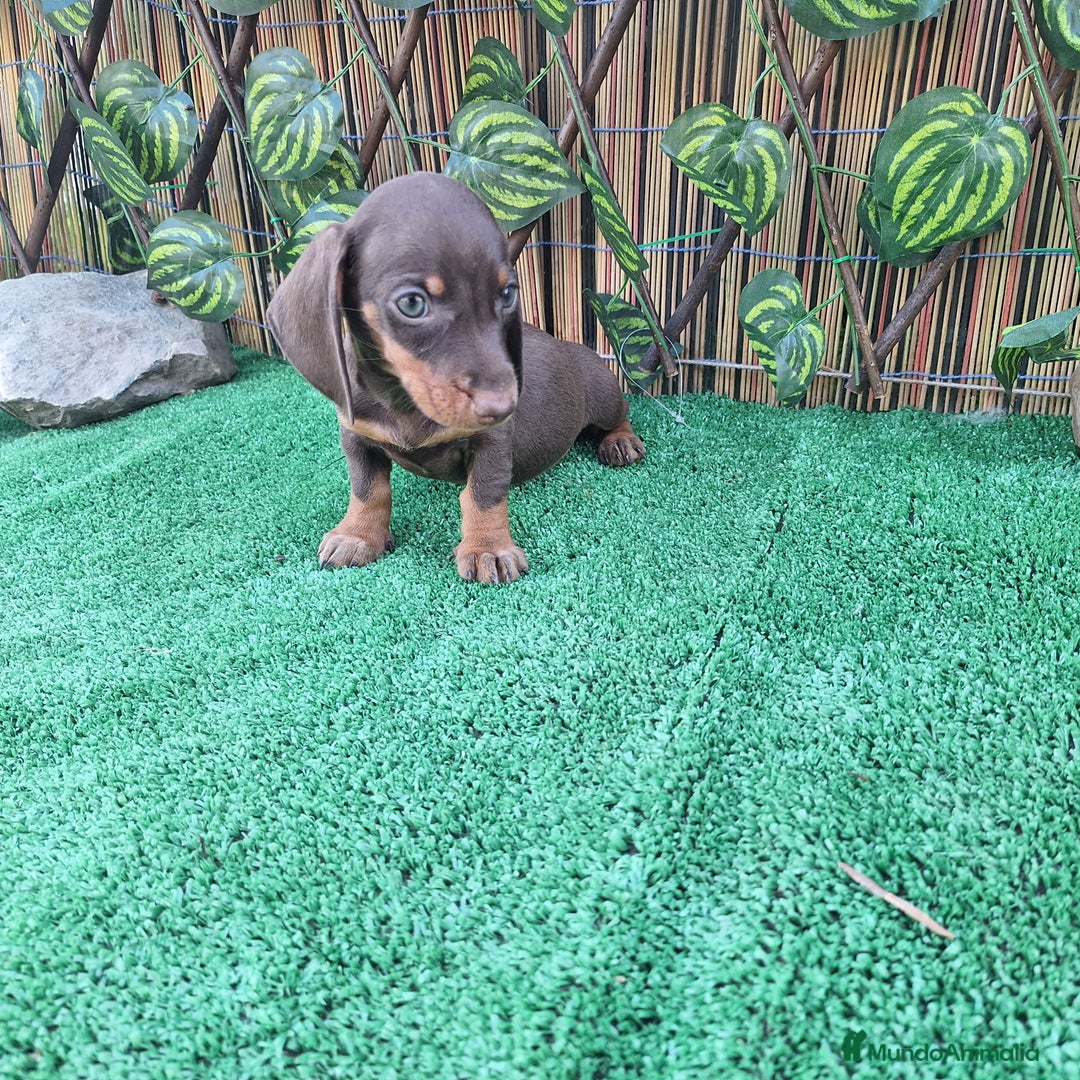 Teckel Miniatura perros en venta: TECKEL MINIATURA CHOCOLATE  - Imagen 1