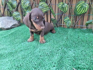 Teckel Miniatura perros - Anuncio 5