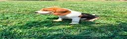Beagle perros en venta: Beagle - Anuncio 4