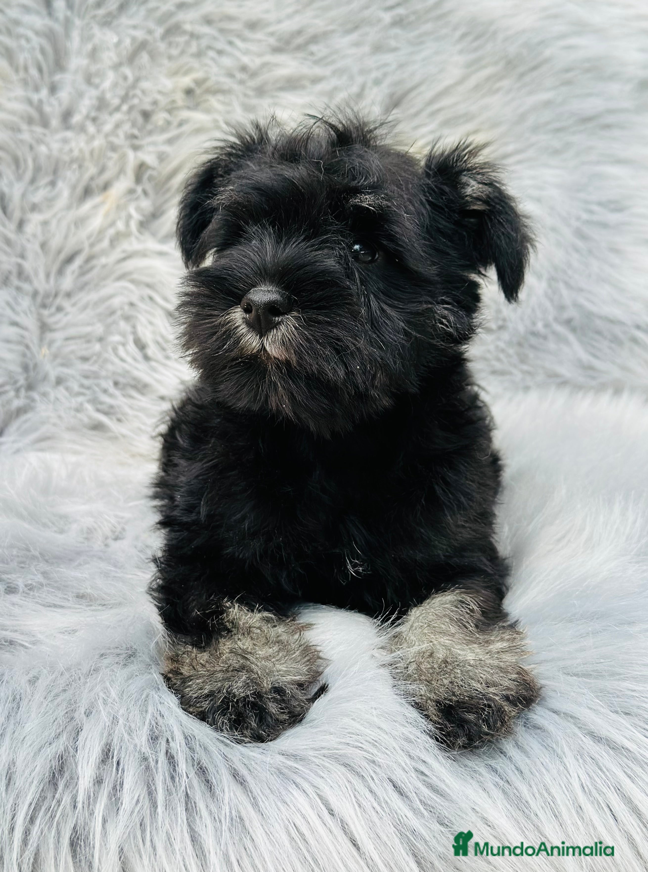 Schnauzer Miniatura perros SCHNAUZER MINIATURA NEGRO Y PLATA en Barcelona - Anuncio 22