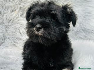 Schnauzer Miniatura perros SCHNAUZER MINIATURA NEGRO Y PLATA en Barcelona - Anuncio 23