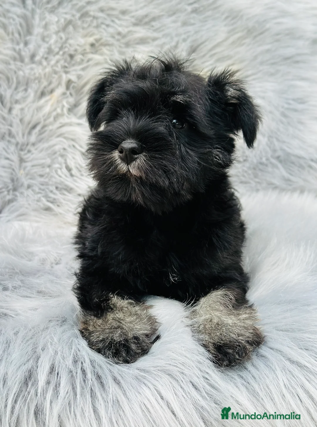 Schnauzer Miniatura perros en venta: SCHNAUZER MINIATURA NEGRO Y PLATA en Barcelona - Anuncio 1