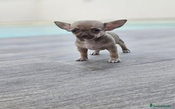 Chihuahua perros en venta: CHIHUAHUA MACHO - Imagen 1