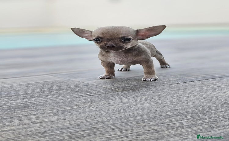 Chihuahua perros - Propaganda 6