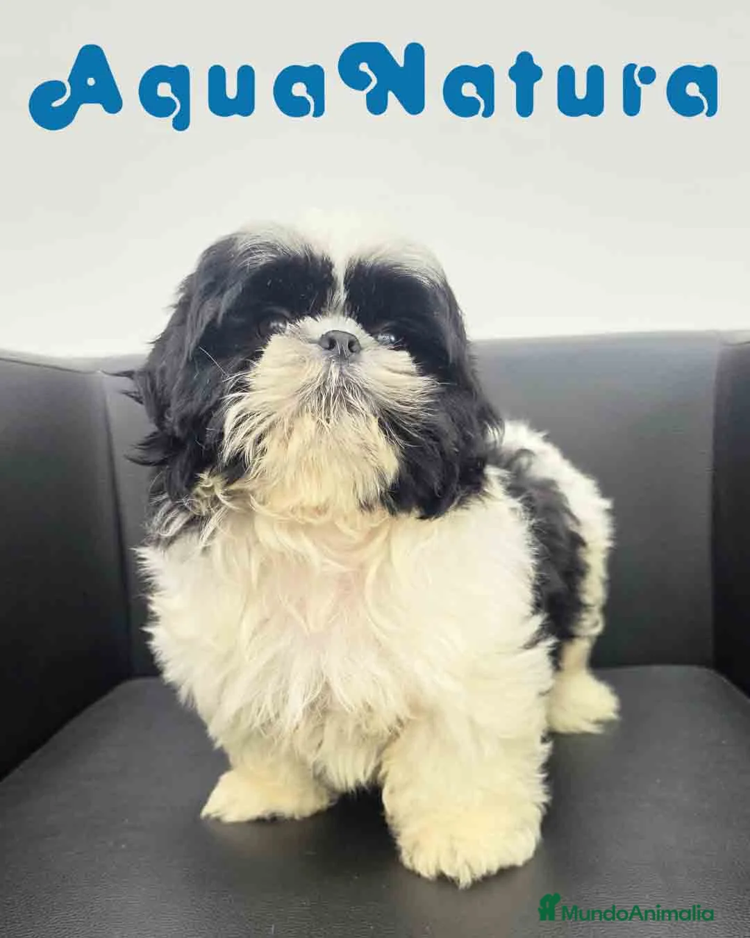 Shih Tzu perros en venta: Shih Tzu Macho de Agata y Newman 1896 AQUANATURA - Anuncio 2