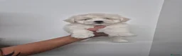 Bichón Maltés perros en venta: Bichon Maltes  - Anuncio 4