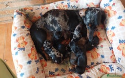 Teckel Miniatura perros en venta: Preciosos Teckel miniatura  - Imagen 6