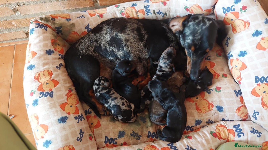 Teckel Miniatura perros en venta: Preciosos Teckel miniatura  - Imagen 6